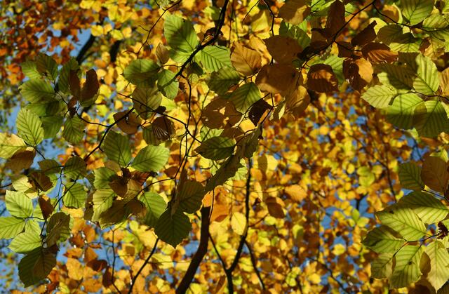 farbiges Blätterdach im Wald | Foto: Daniela Somers