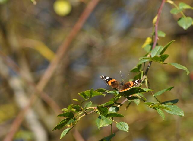 Auch der Schmetterling tankt nochmal Sonne | Foto: Daniela Somers