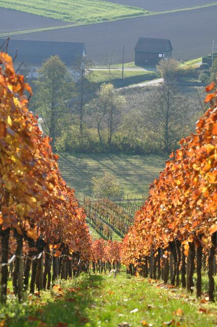 Blick nach Donnbronn | Foto: Daniela Somers
