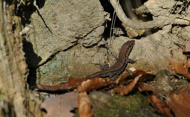 Eidechsen beim Sonnenbad | Foto: Daniela Somers