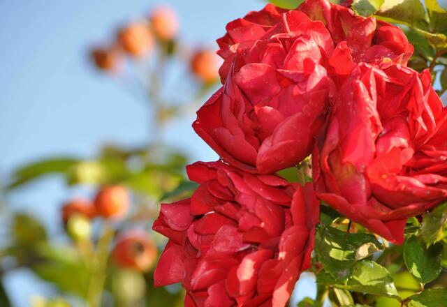 Blüten und Hagebutten am gleichen Strauch | Foto: Daniela Somers