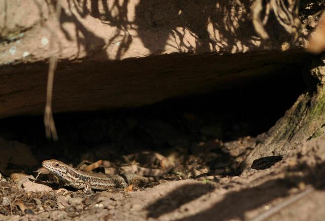 Eidechsen beim Sonnenbad | Foto: Daniela Somers