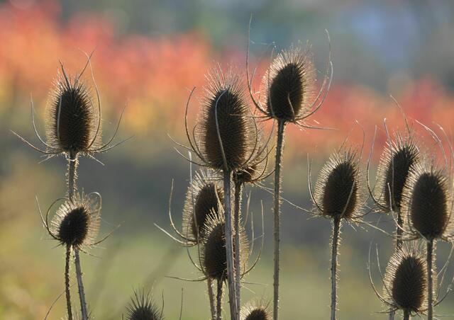 Karden | Foto: Daniela Somers