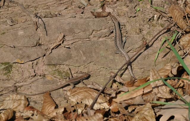 Eidechsen beim Sonnenbad | Foto: Daniela Somers
