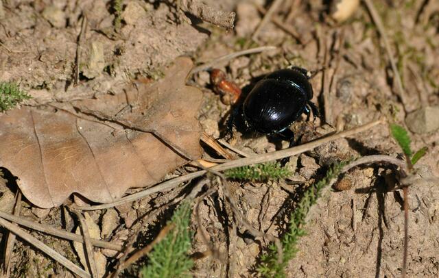 Auch ein Käfer ist noch unterwegs | Foto: Daniela Somers
