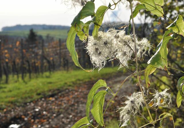 Verblühte Waldrebe | Foto: Daniela Somers