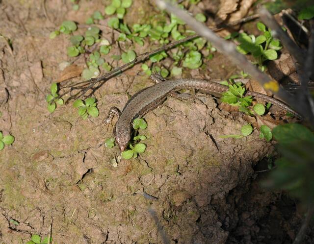 Eidechsen beim Sonnenbad | Foto: Daniela Somers
