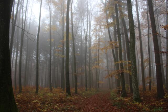Novembernebel im Wald