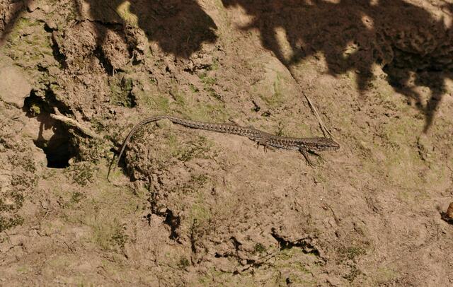 Eidechsen beim Sonnenbad | Foto: Daniela Somers