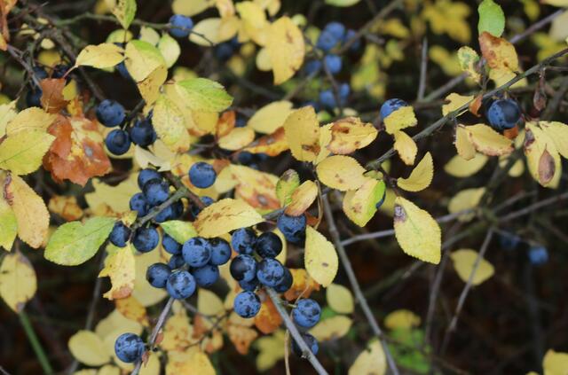 Schlehen am Waldrand