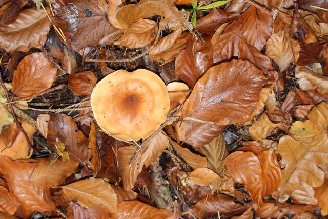 Pilz Ton in Ton mit den Blättern