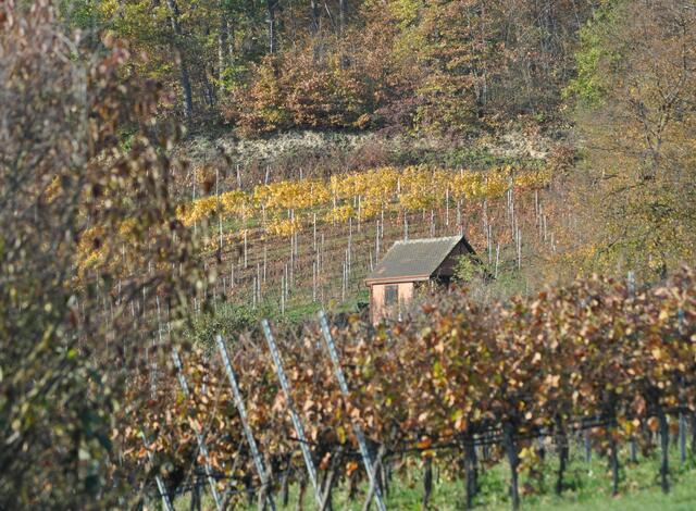 So langsam verliert die Natur ihre Farben. | Foto: Daniela Somers