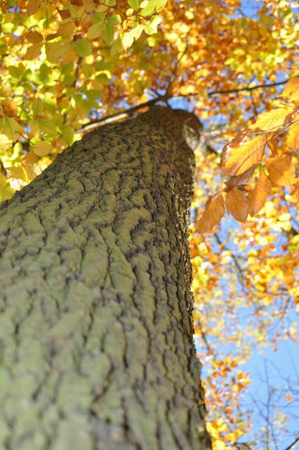 Immer wieder verwunderlich wie so ein Baum in der Größe alle seine Blätter versorgen kann. | Foto: Daniela Somers