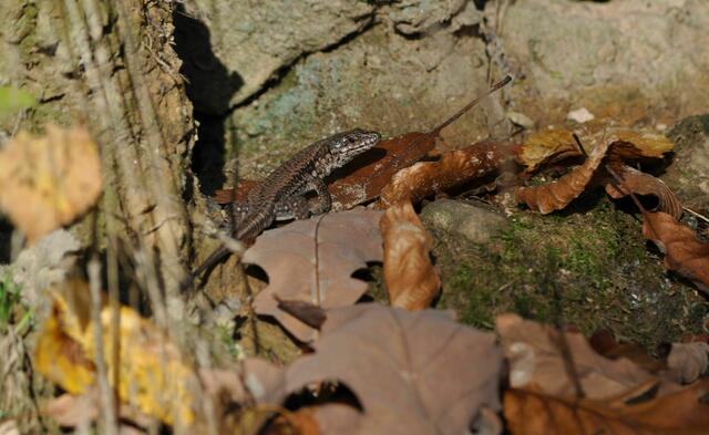 Eidechsen beim Sonnenbad | Foto: Daniela Somers