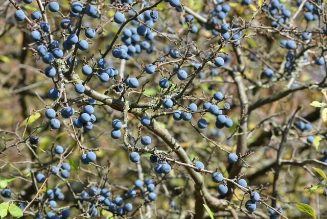 Schlehen | Foto: Daniela Somers