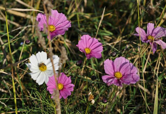 Kaum zu glauben, aber es ist November | Foto: Daniela Somers