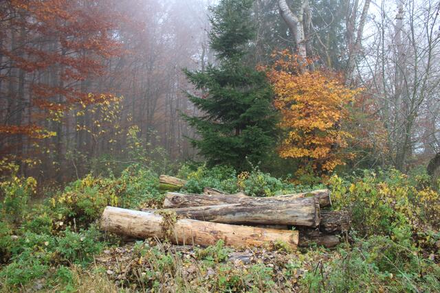 Im Wald bei Nebel