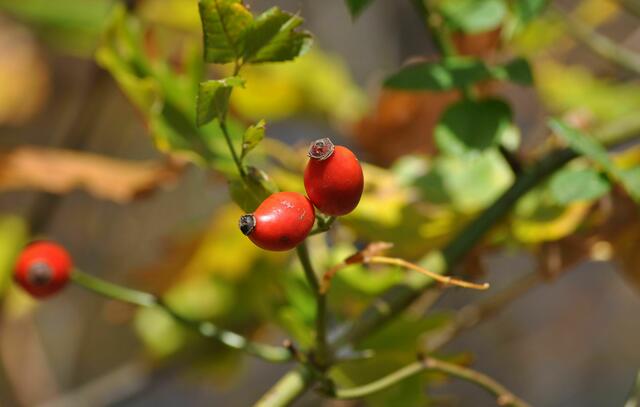 Die Hagebutten leuchten richtig im Sonnenlicht | Foto: Daniela Somers