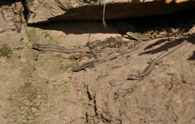 In der Gruppe sonnt es sich wohl angenehmer | Foto: Daniela Somers