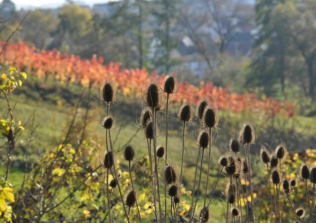 Karden | Foto: Daniela Somers
