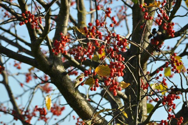 Wie mit Perlen geschmückt. Zierapfelbaum | Foto: Daniela Somers