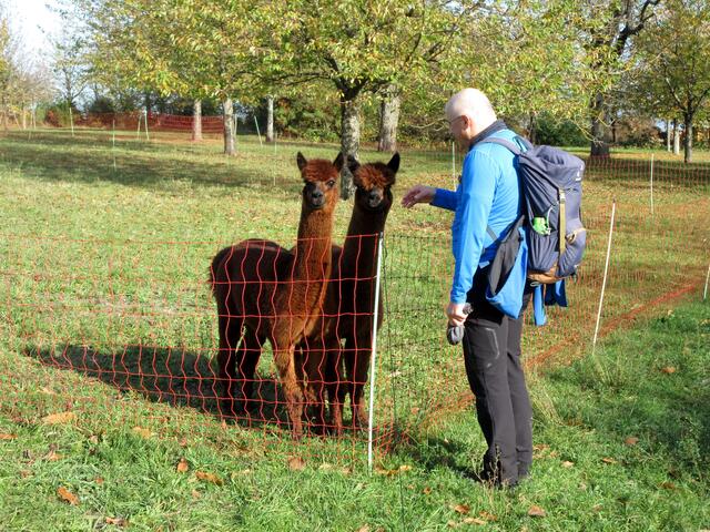 Ganz weich ist das Fell der kleinen Kamele und zutraulich ließen sie sich streicheln.