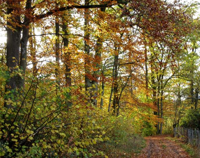 Fleiner Wald