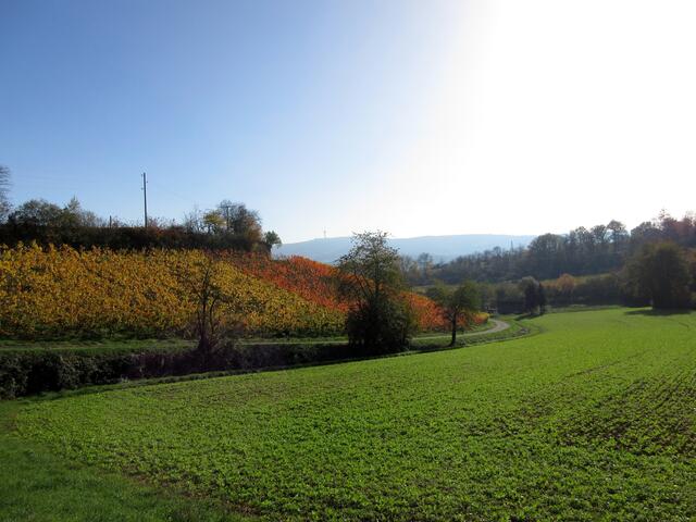 Immer wieder der Blick zum Funkturm "Brackenheim" im Stromberg.