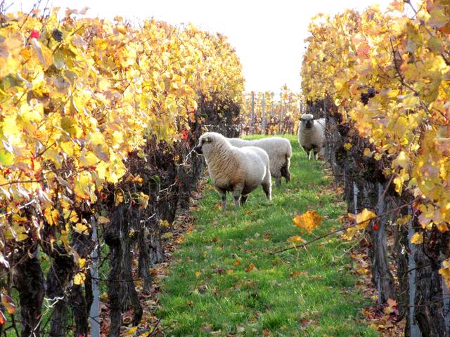 Schafe im Weinberg