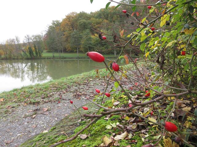Frankelbachsee