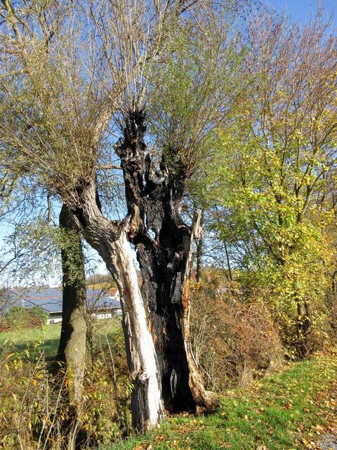 Hier hat wohl der Blitz eingeschlagen? Trotzdem ist diese Weide grün.