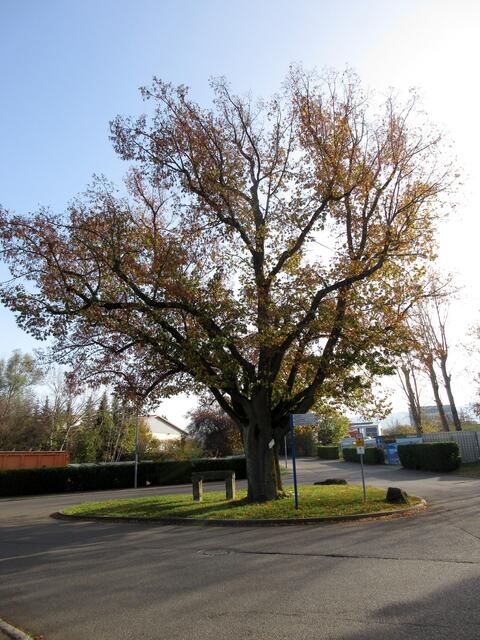 Naturdenkmal, eine Linde bei der Lindenstraße, darunter eine Gruhe. Gruhen dienten zum Absetzen von Lasten, meist an Verkehrsverbindungen und Rastplätzen.