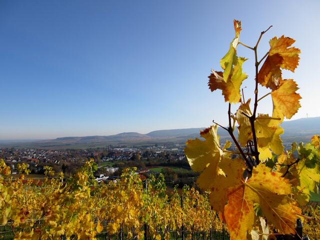 Wieder ein toller Blick über das Zabergäu hinüber zum Michaelsberg