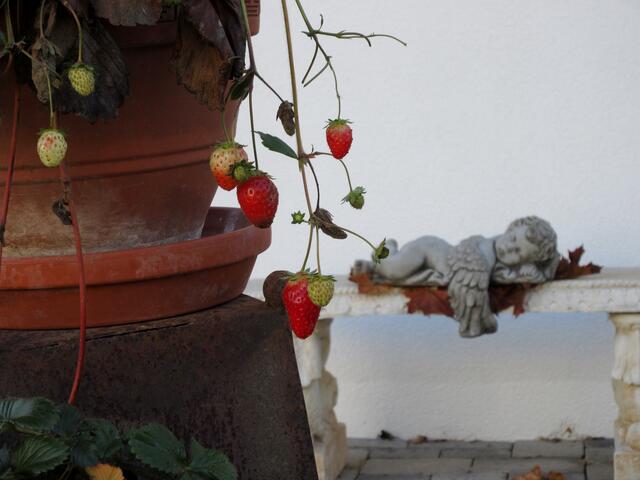 Erdbeeren im November in einem Vorgarten