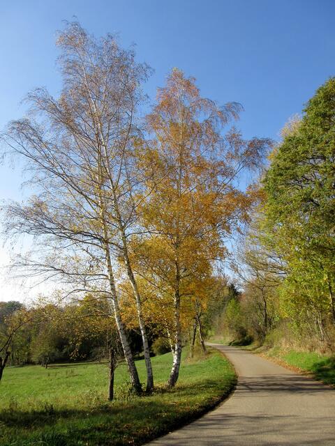 Birken im Benzbachtal