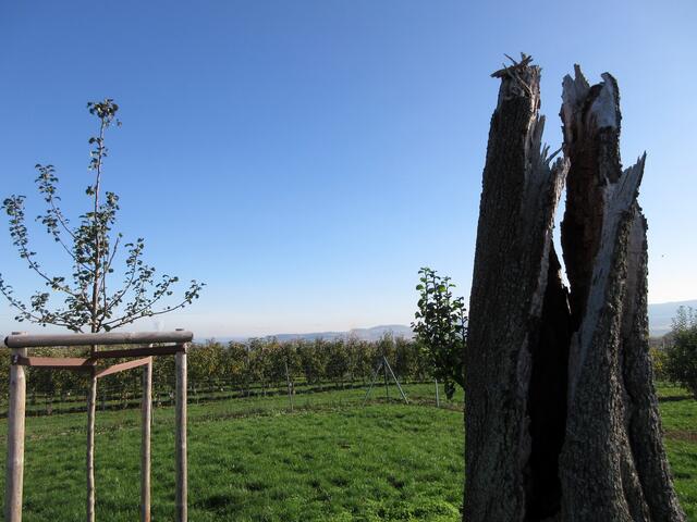 Zu diesem Naturdenkmal, das auf der Karte eingezeichnet ist, wollten wir hin. Leider gibt es den Mostbirnenbaum nicht mehr. Doch ein ruhiger Rastplatz mit herrlicher Aussicht erwartet den Wanderer und die Spaziergänger hier.