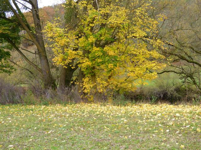 Goldgelbe Blätter auf dem Baum und der Wiese.