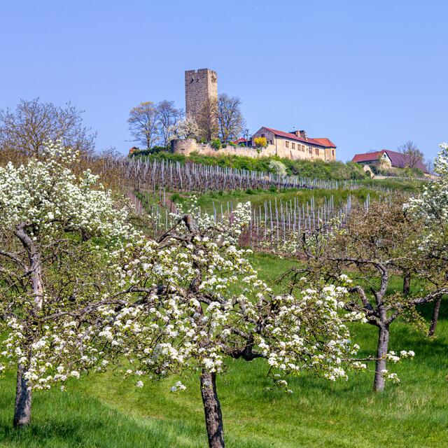 Die Burg Ravensburg in Sulzfeld im Frühling: Dieses Postkartenmotiv hat Heimatreporterin Uschi Pohl fotografiert. | Foto: Uschi Pohl