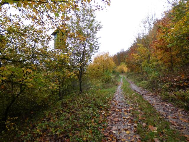 Ein herrlich beschaulicher Weg durch den herbstlich gefärbten Blätterwald.