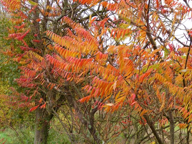 Ein Essigbaum, dessen Blätter wie rot gefärbte kleine Fähnchen aussehen.