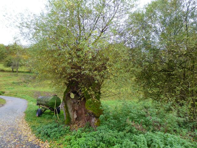 Der Weg durch Wiesen und Weiden.