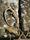 Sonnenbad der Eidechsen -1-
