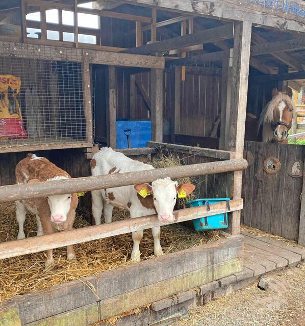 Kühe und liebe Sachen hat Stefanie Sapara im Zabergäu gefunden. | Foto: Stefanie Sapara