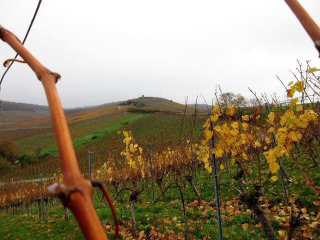 Ein Blick zurück zum Staufenberg über die bunten Weinberge
