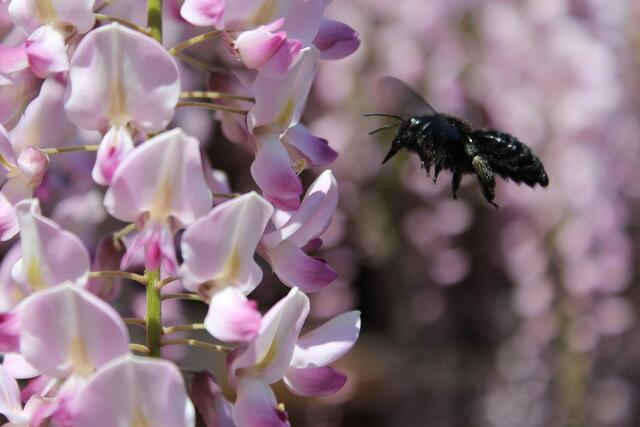 Wer Blauregen am Haus pflanzt, bekommt Besuch von Wildbienen wie der Schwarzblauen Holzbiene und Hummeln | Foto: Bild: Kiwi auf pixabay