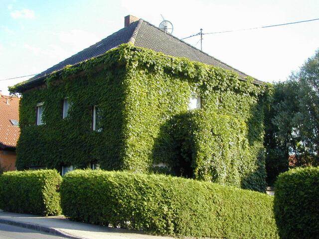 Der grüne Mantel ums Haus sorgt für moderate Temperaturen und dämpft Straßenlärm ab | Foto: Bild: Gabi Eder /Pixelio.de