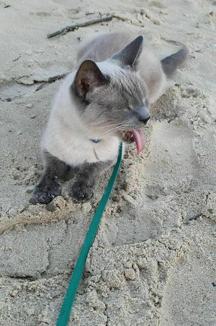 ... wäääh, Gras schmeckt besser