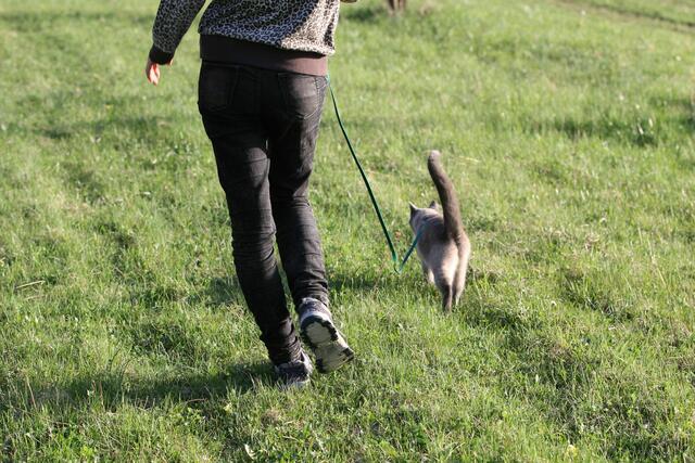 Läuft besser als mancher Hund ...