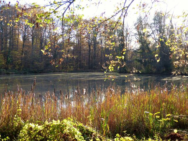Der See wirkt wie verwunschen.