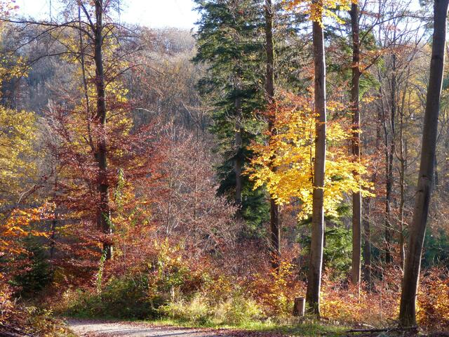 Herrlich leuchtender Herbstwald.